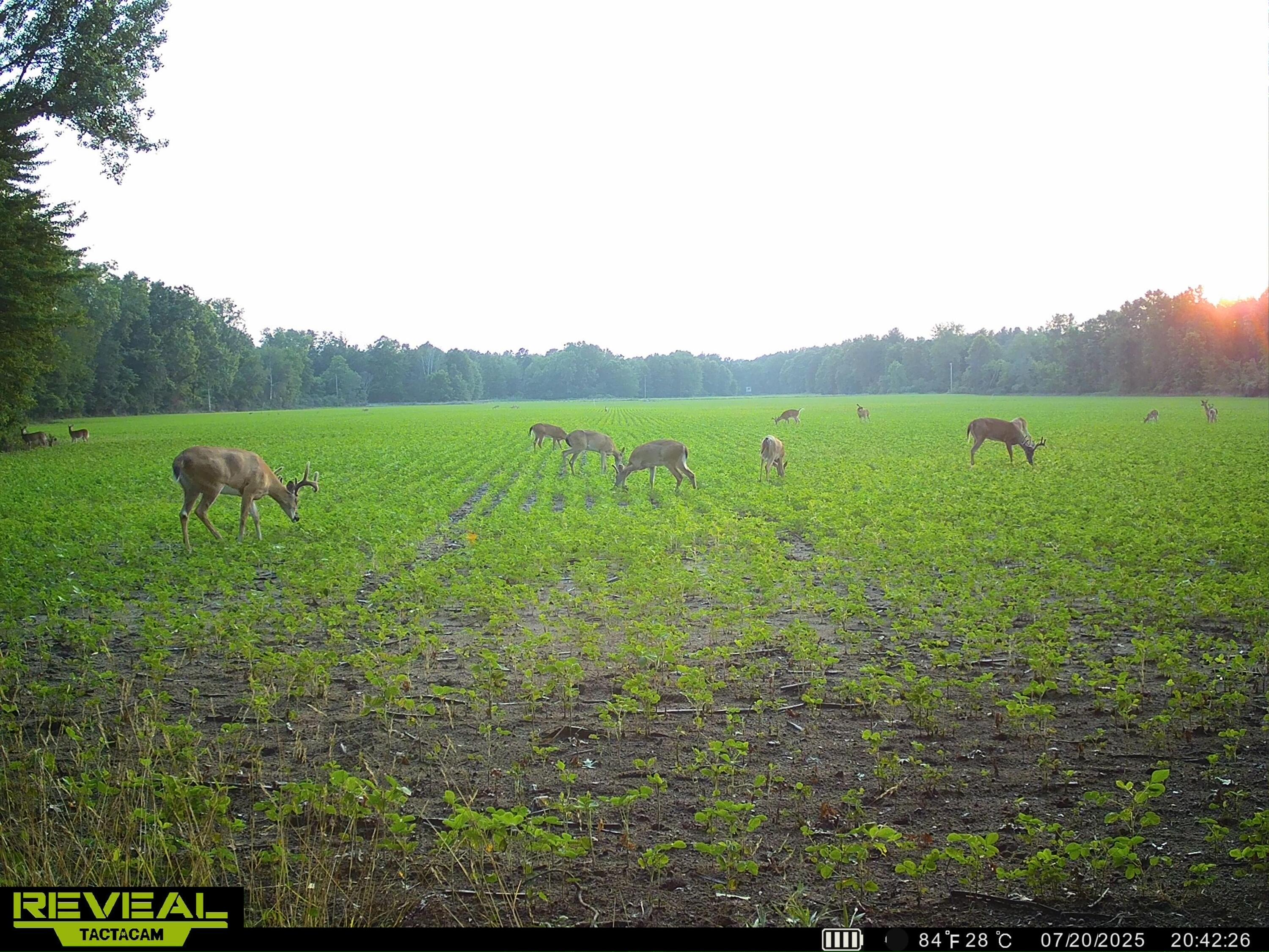 13709 South Fenmore Road Brant, MI 48614 - Photo 37 of 44 SYEW0175