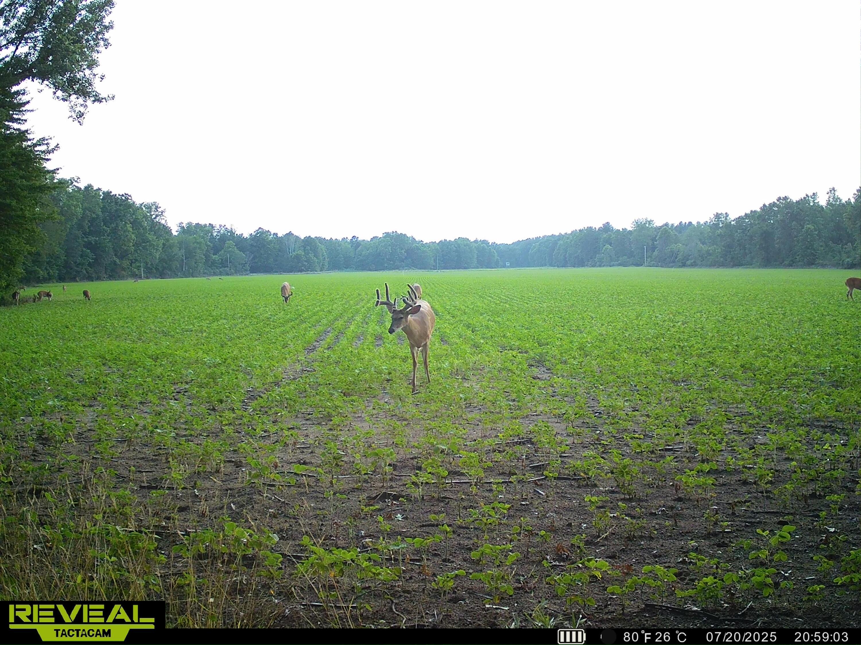 13709 South Fenmore Road Brant, MI 48614 - Photo 39 of 44 SYEW0182