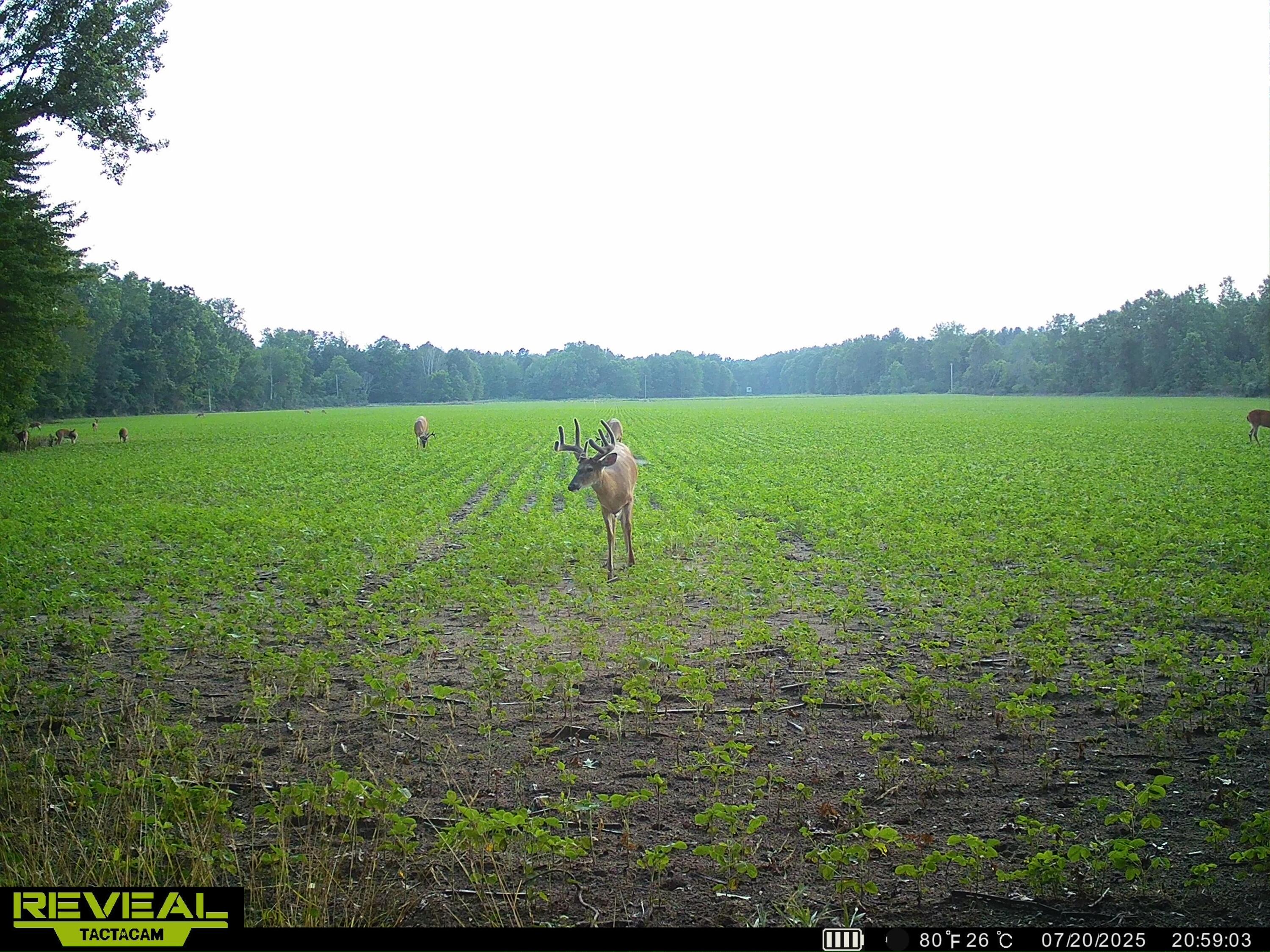 13709 South Fenmore Road Brant, MI 48614 - Photo 42 of 44 SYEW0181