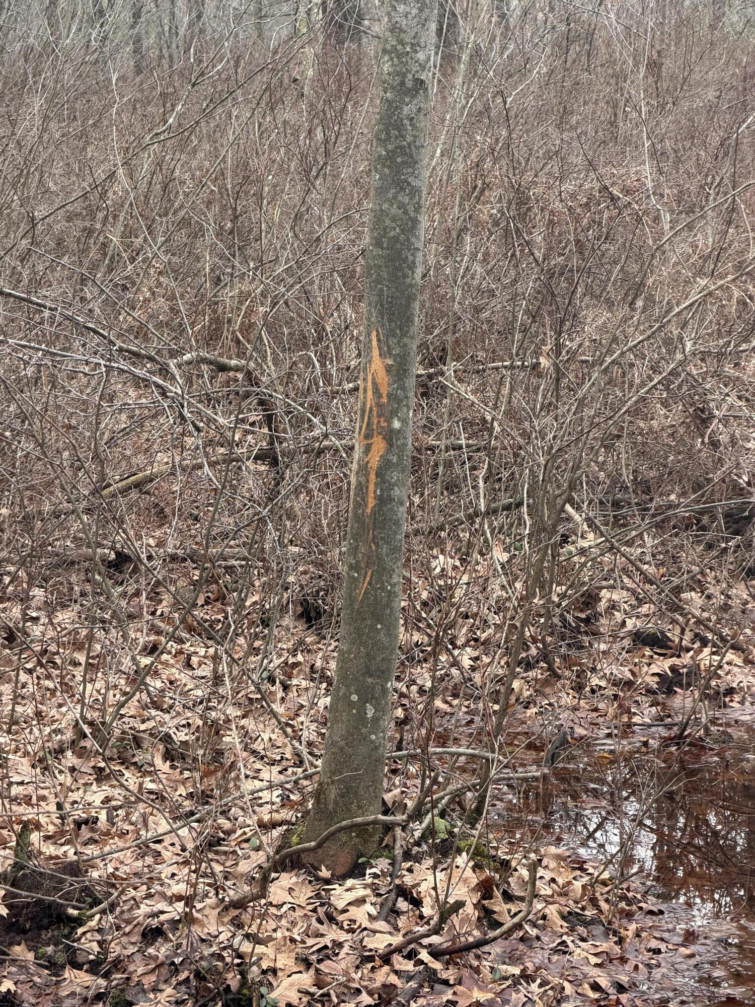 13709 South Fenmore Road Brant, MI 48614 - Photo 9 of 44 Pic 9