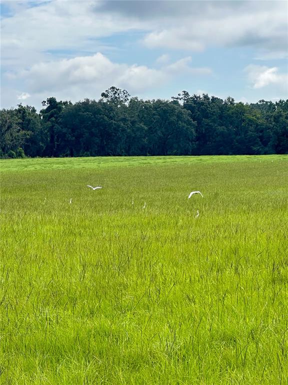 14720 40th Street Live Oak, FL 32060 - Photo 3 of 15 a view of an outdoor space and a yard