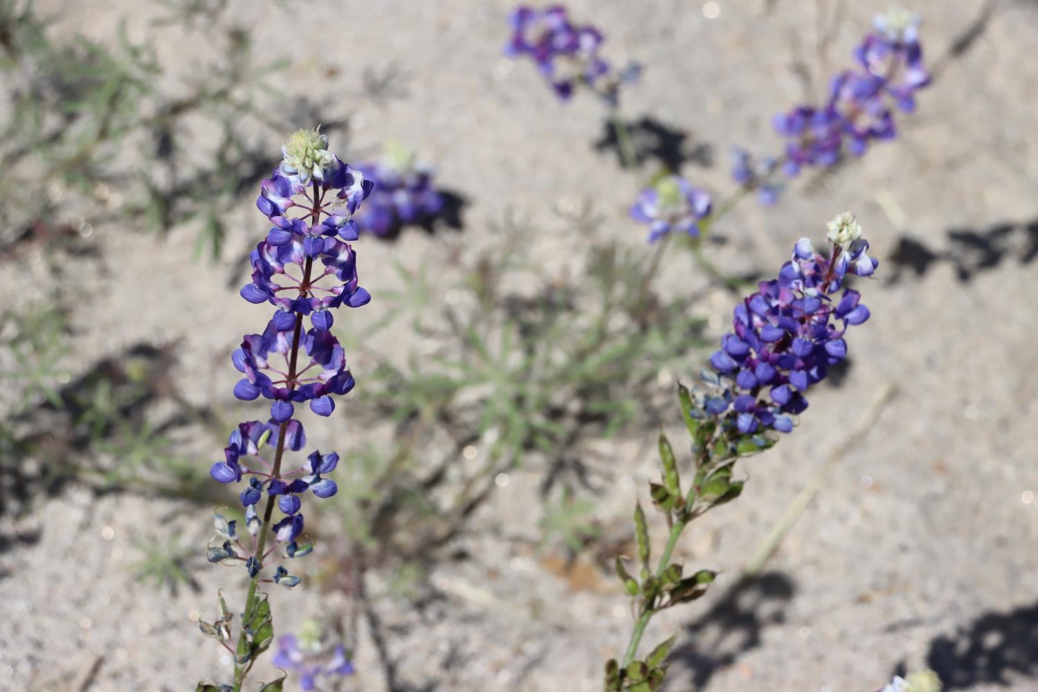 80 Polk Ranch Road Coarsegold, CA 93614 - Photo 18 of 31 a view of a flower