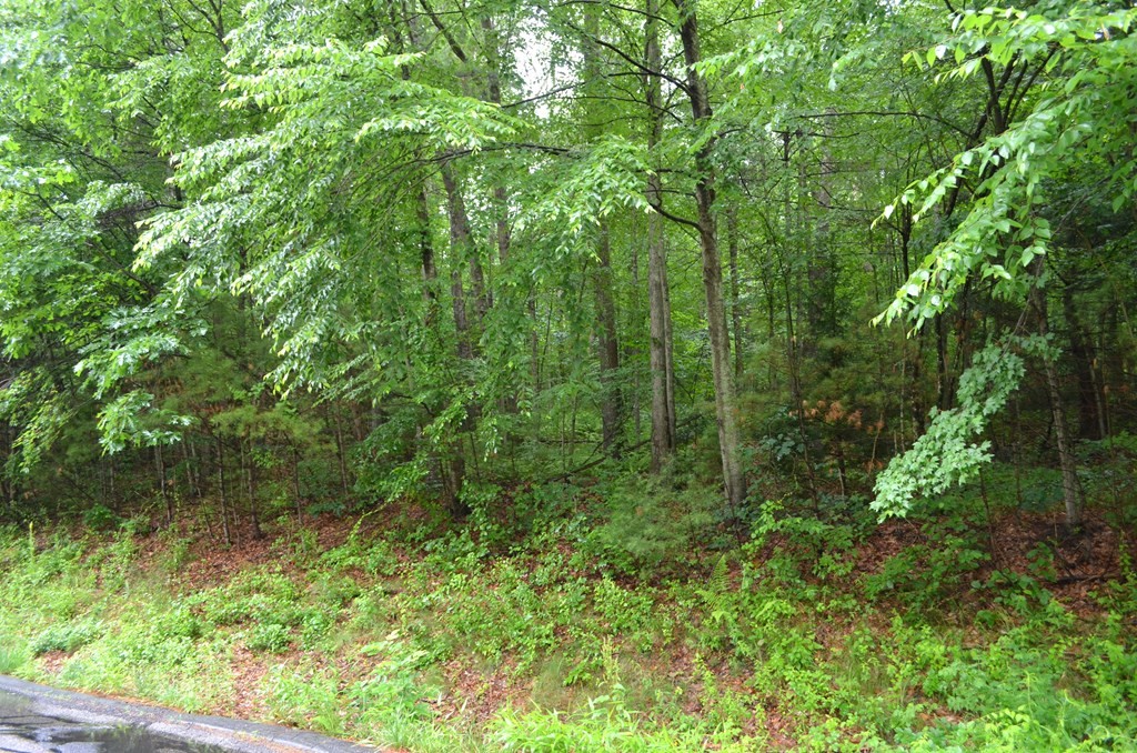 34 Coffey Hill Road Ware, MA 01082 - Photo 1 of 4 a view of a lush green forest