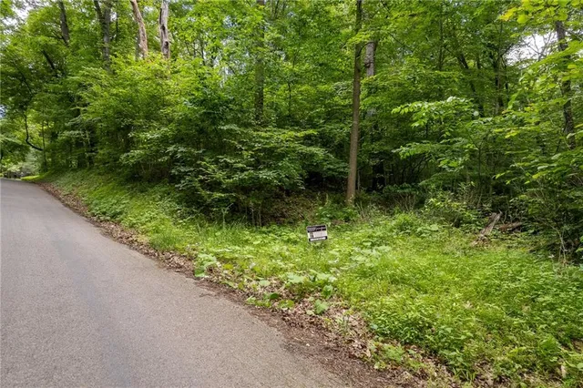 a view of a garden with plants