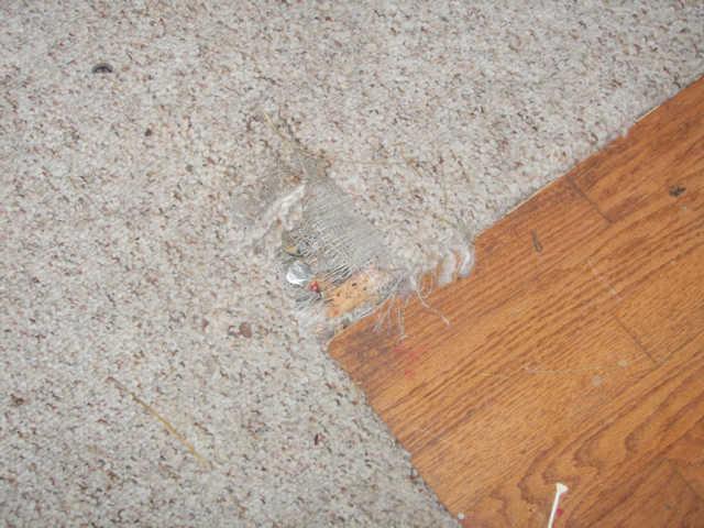 549 Windy Road Mount Juliet, TN 37122 - Photo 8 of 11 Carpet typical