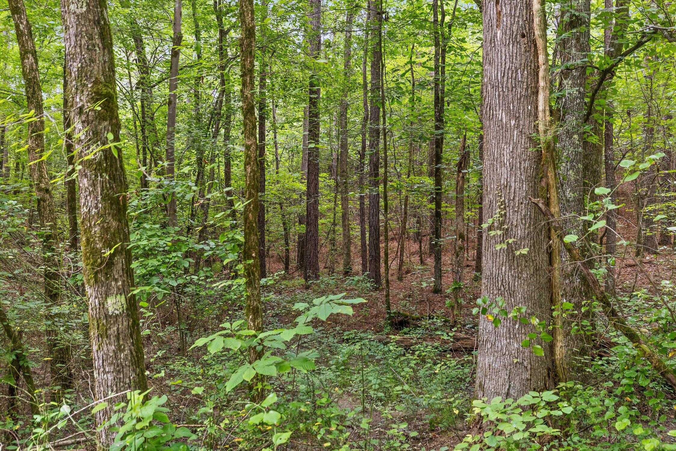 Tract 4 B-2 Conniston Road Chatsworth, GA 30705 - Photo 3 of 16 02-Track 3-4