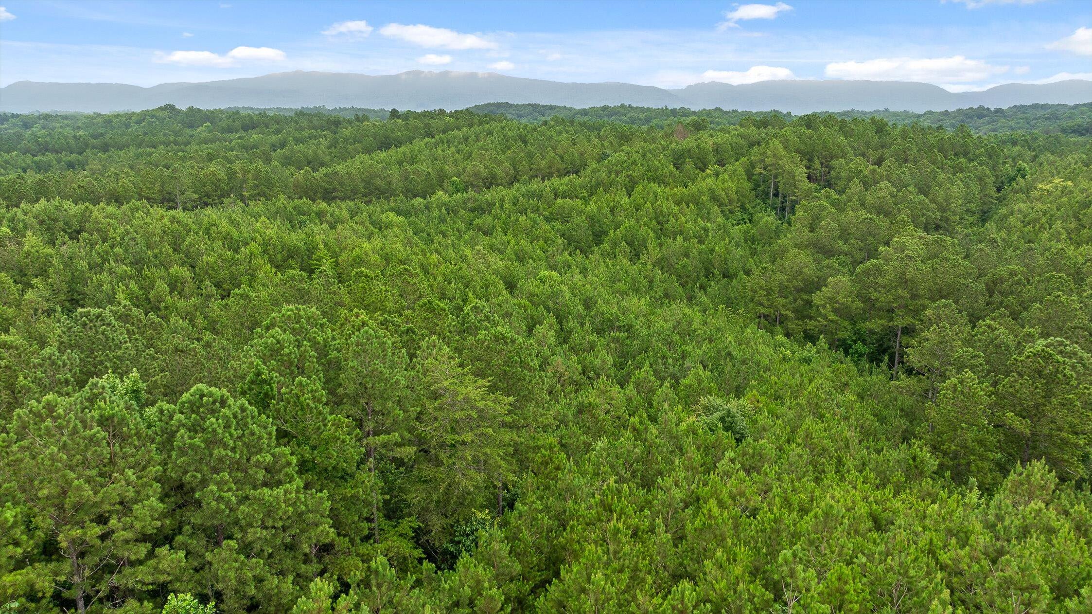 Tract 4 B-2 Conniston Road Chatsworth, GA 30705 - Photo 6 of 16 05-Track 3-18