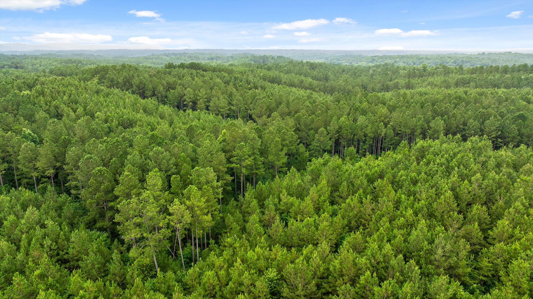 Tract 4 B-2 Conniston Road Chatsworth, GA 30705 - Photo 8 of 16 06-Track 3-19