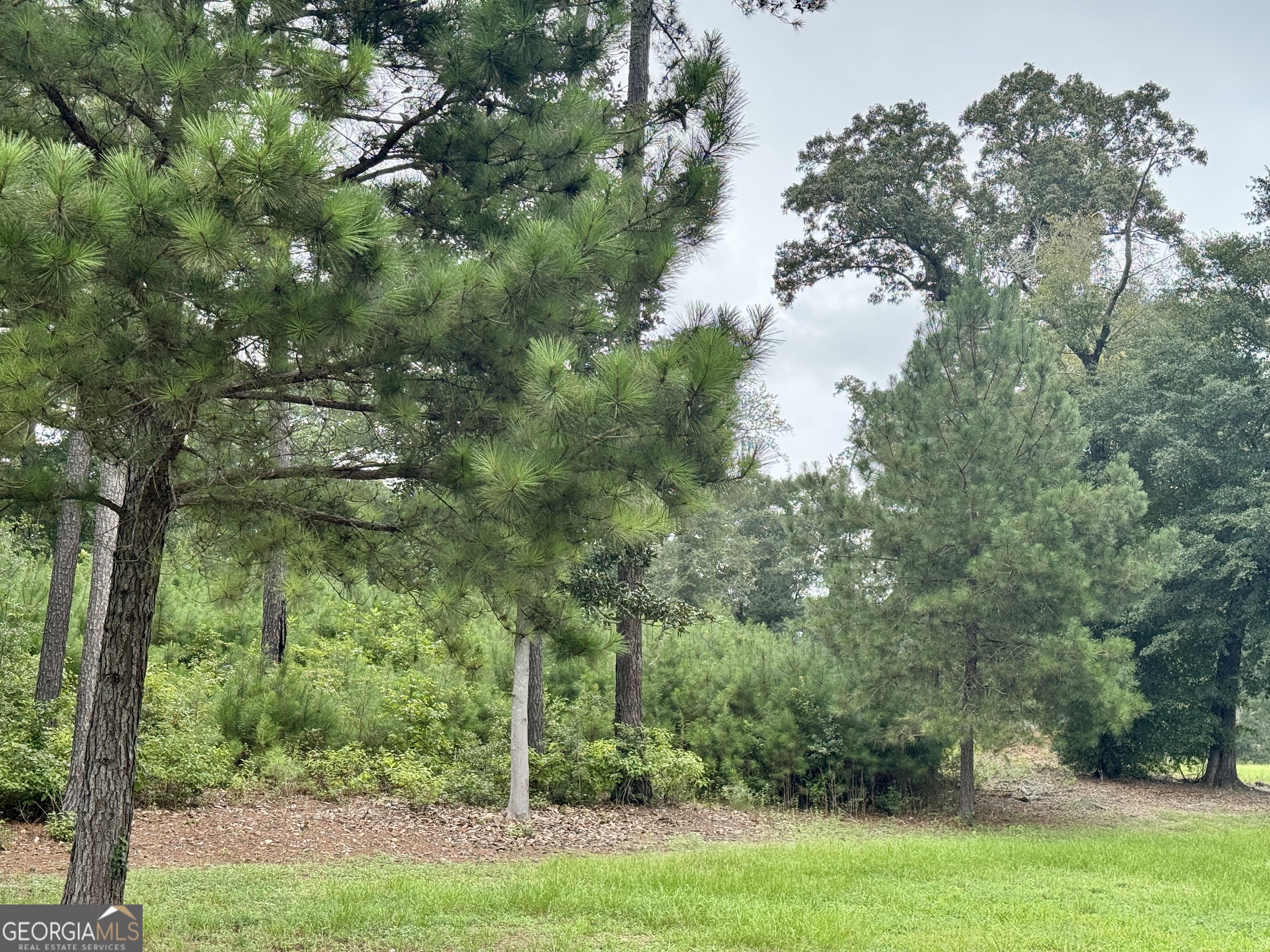 345 Cool Water Road Vienna, GA 31092 - Photo 33 of 41 a view of a lush green forest