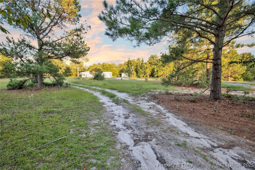 234 Brower Road Cameron, NC 28326 - Photo 16 of 16 a view of a yard with an trees