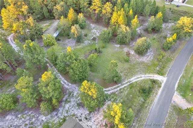 a close up of a plant in a garden