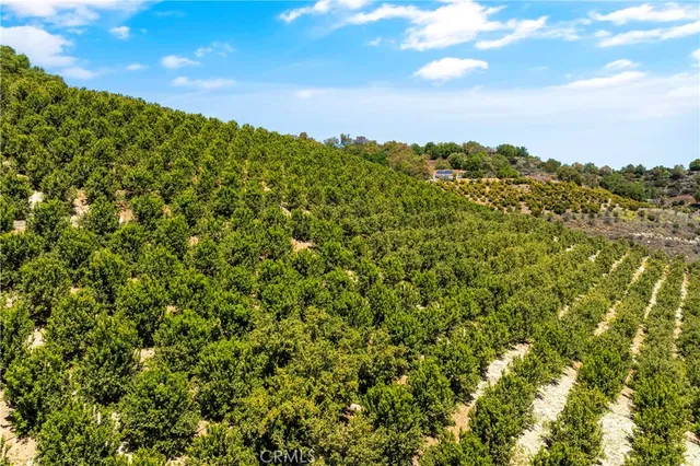 a view of a bunch of trees and bushes