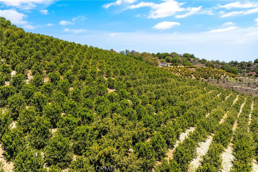 27 Vía Escalon Temecula, CA 92590 - Photo 7 of 17 a view of a bunch of trees and bushes