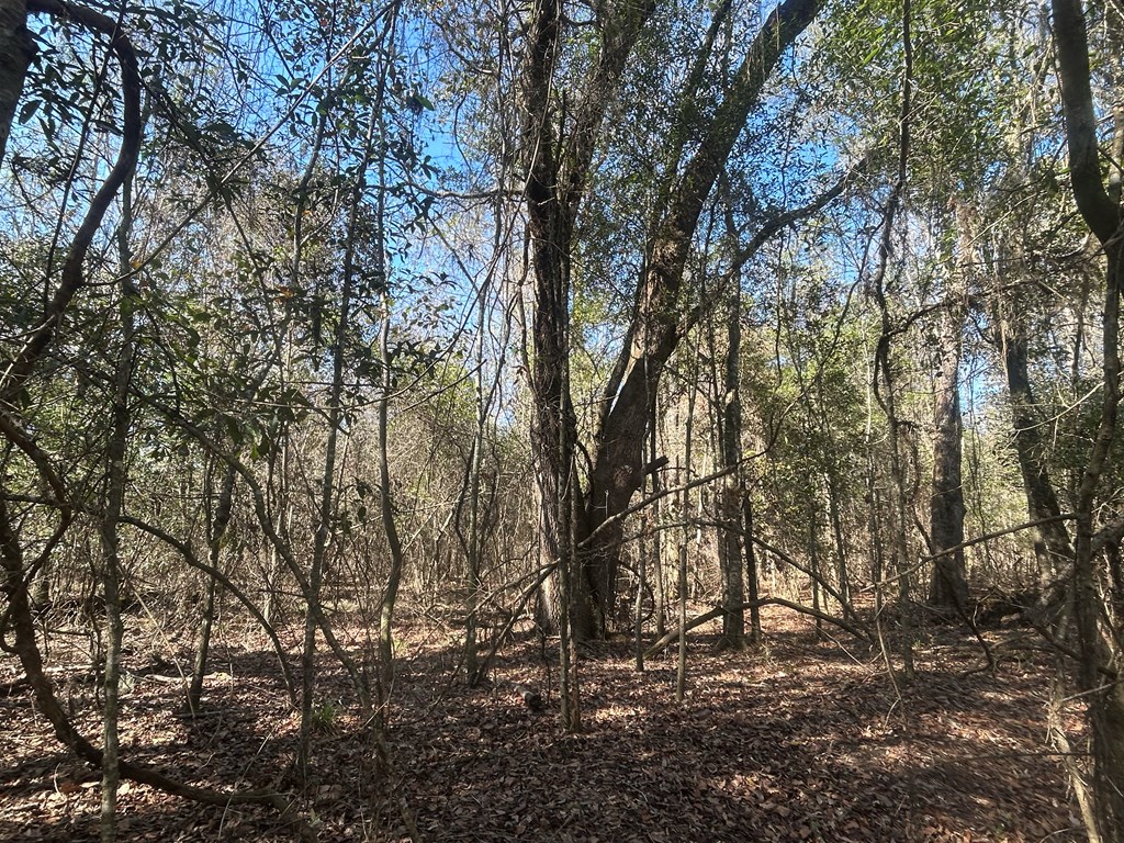 31.5-ac 31.5-ac Rammer Loop Road Dothan, AL 36301 - Photo 40 of 49