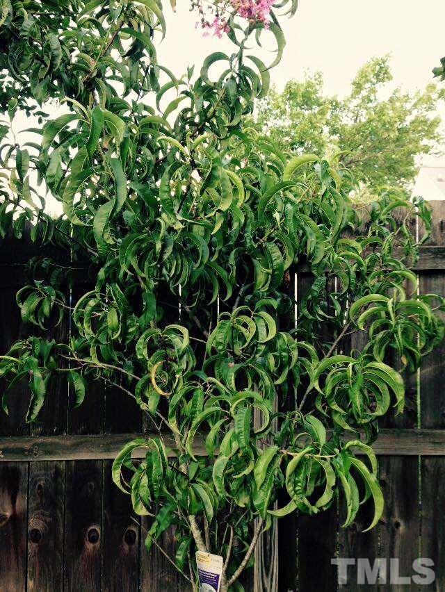 9901 Treymore Drive Raleigh, NC 27617 - Photo 12 of 25 a backyard of a house with lots of green space