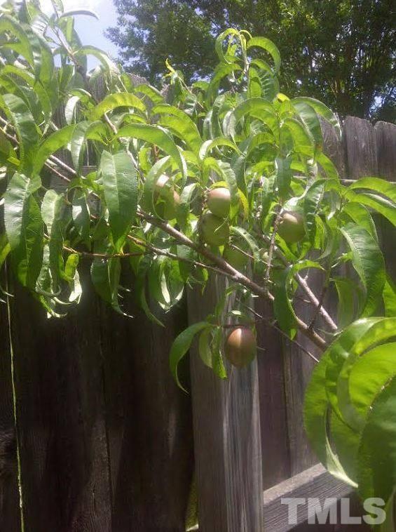 9901 Treymore Drive Raleigh, NC 27617 - Photo 13 of 25 a view of tree