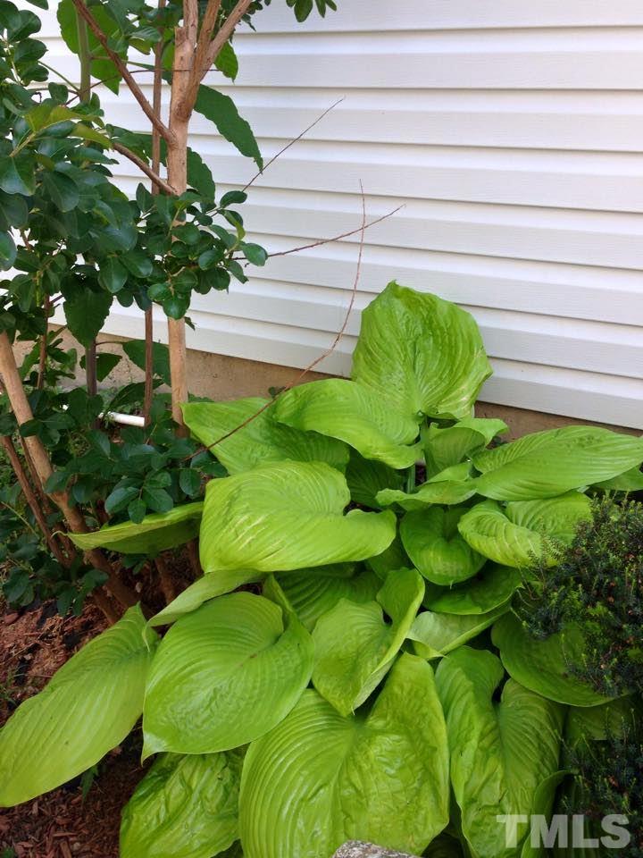 9901 Treymore Drive Raleigh, NC 27617 - Photo 9 of 25 a close up of a white flower in a garden