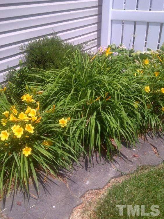 9901 Treymore Drive Raleigh, NC 27617 - Photo 10 of 25 a plant is in front of a building
