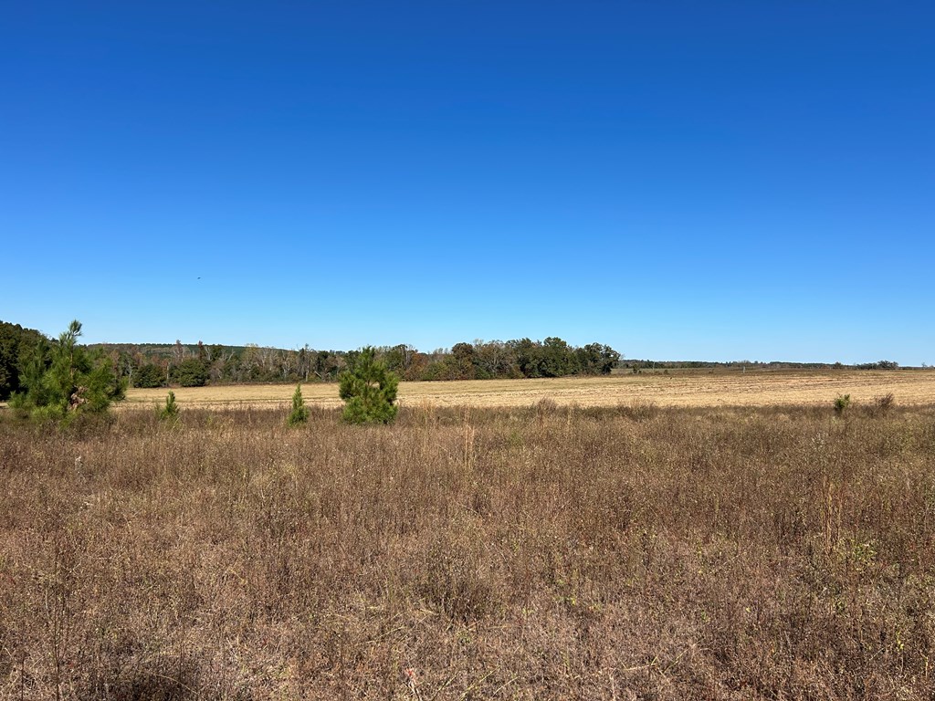62/ Cty Road Coleman, GA 39836 - Photo 18 of 58