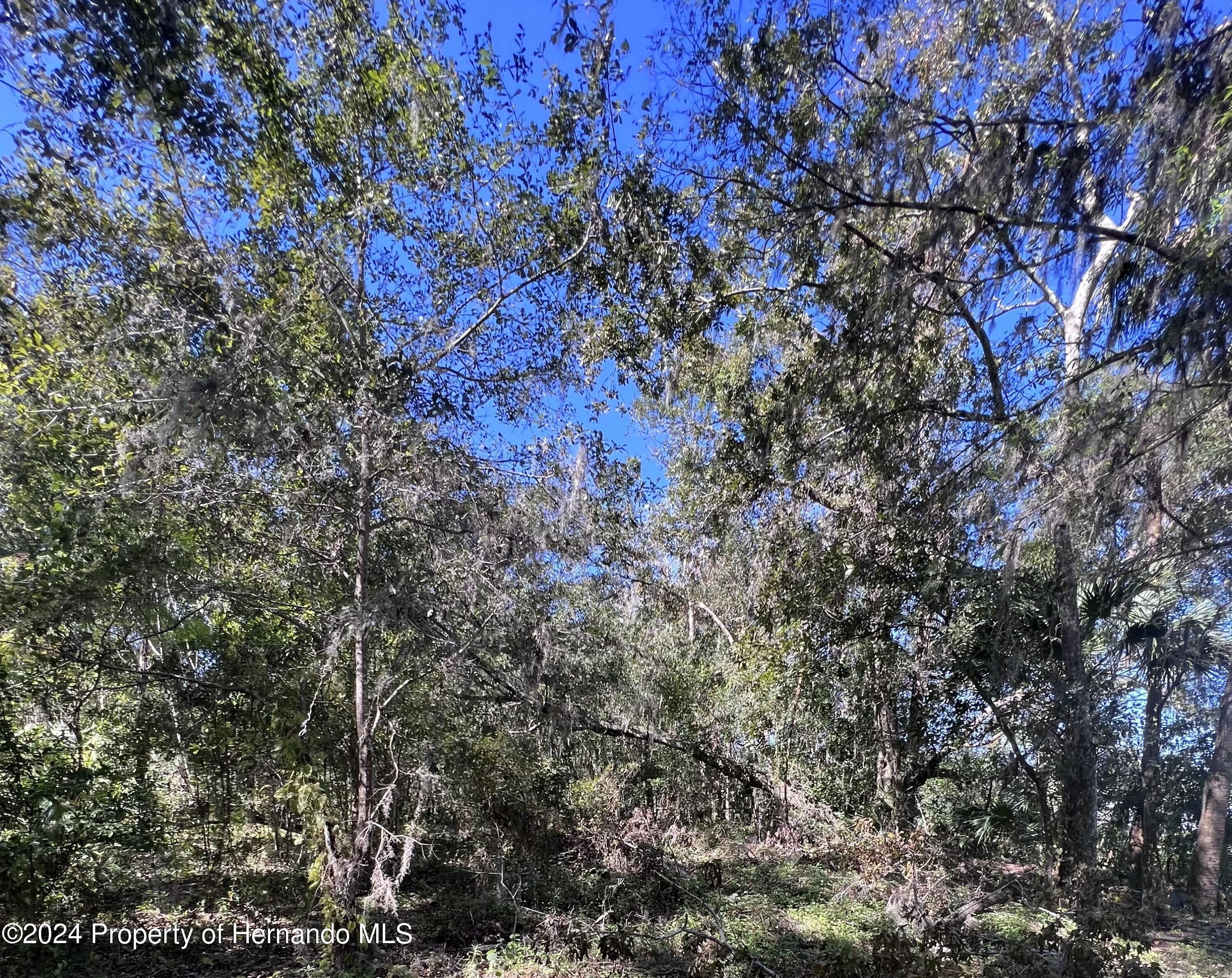 10383 Cheyenne Pass Brooksville, FL 34601 - Photo 2 of 3 a view of a tree