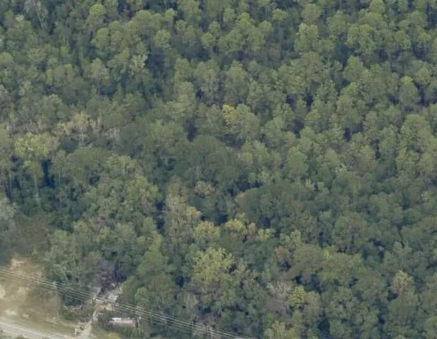 a view of a field with large trees