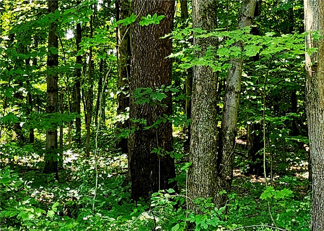 Kenyon Road Mexico, NY 13114 - Photo 25 of 27 So much greenery with most of the property still n