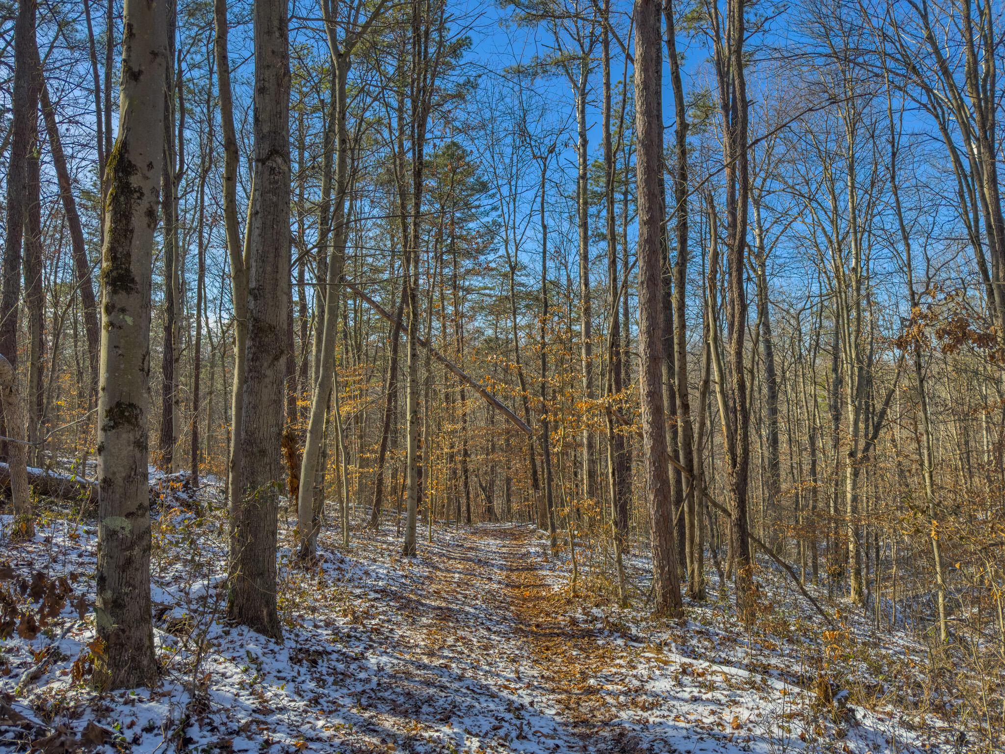 5230 Null Road Coolville, OH 45723 - Photo 9 of 54 Long fork rd.-45