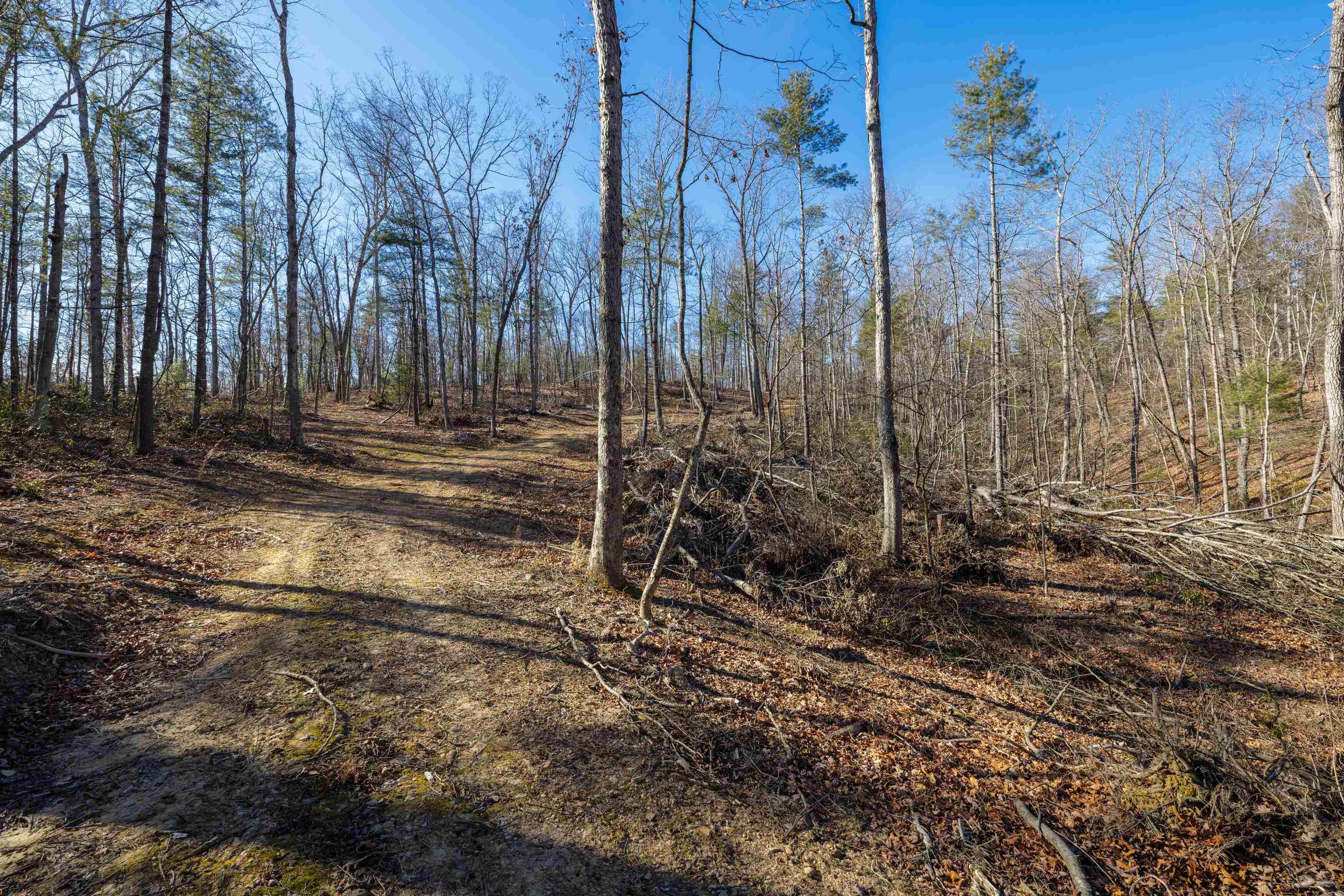 24.97-ac Stribling Springs Road Mount Solon, VA 22843 - Photo 25 of 34 a view of a yard with large trees