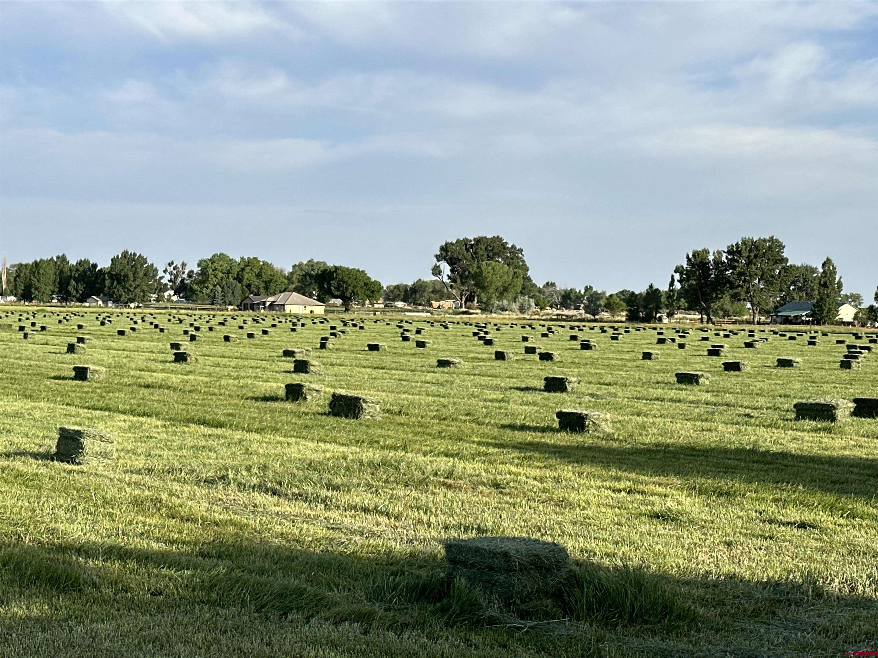 1641 6500th Road Montrose, CO 81401 - Photo 31 of 32 Hay crop 2024