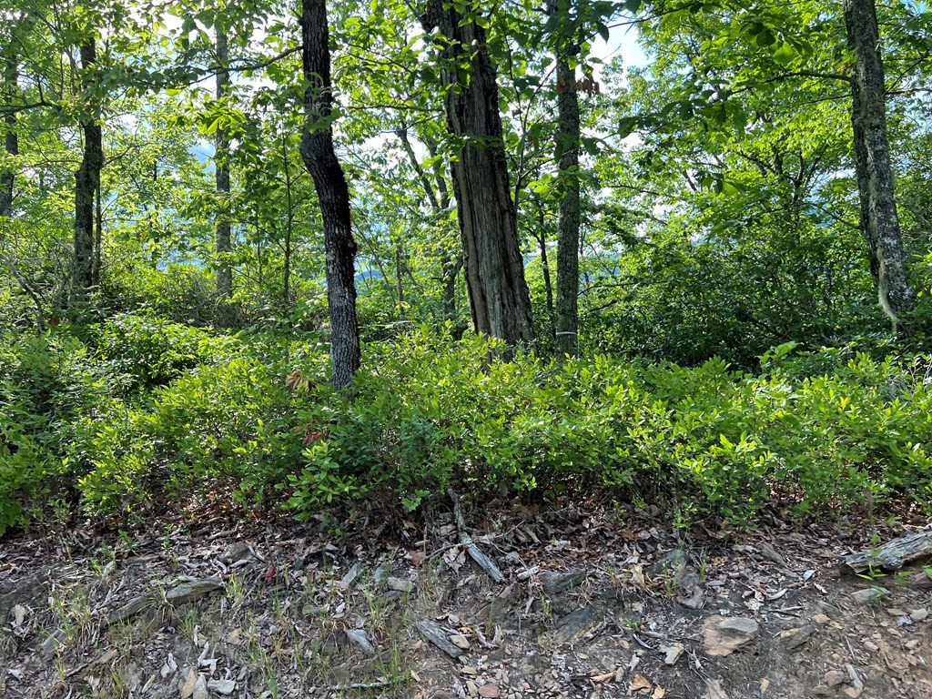 1380 Bluff Road Marble, NC 28905 - Photo 11 of 16