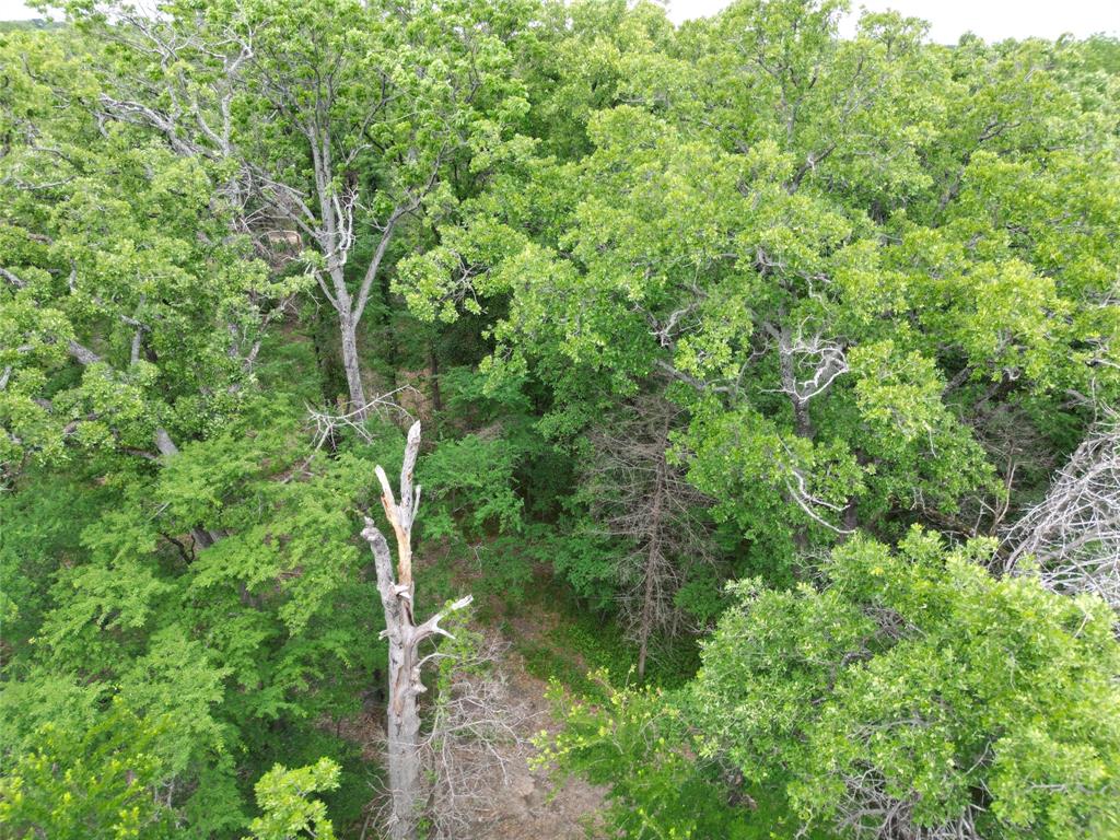 26-ac Rasco Road Quinlan, TX 75474 - Photo 3 of 10 a view of a lush green forest with large trees