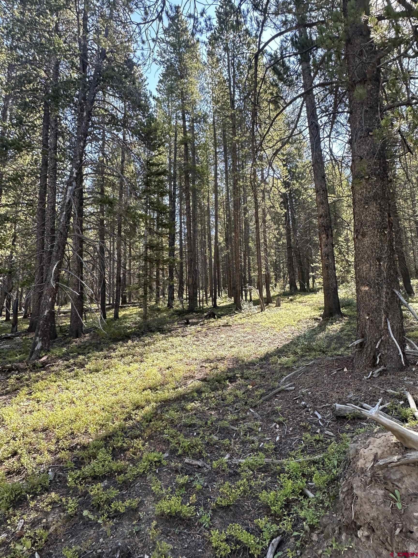 3305 Wildcat Trail Crested Butte, CO 81224 - Photo 11 of 22 a view of outdoor space with trees