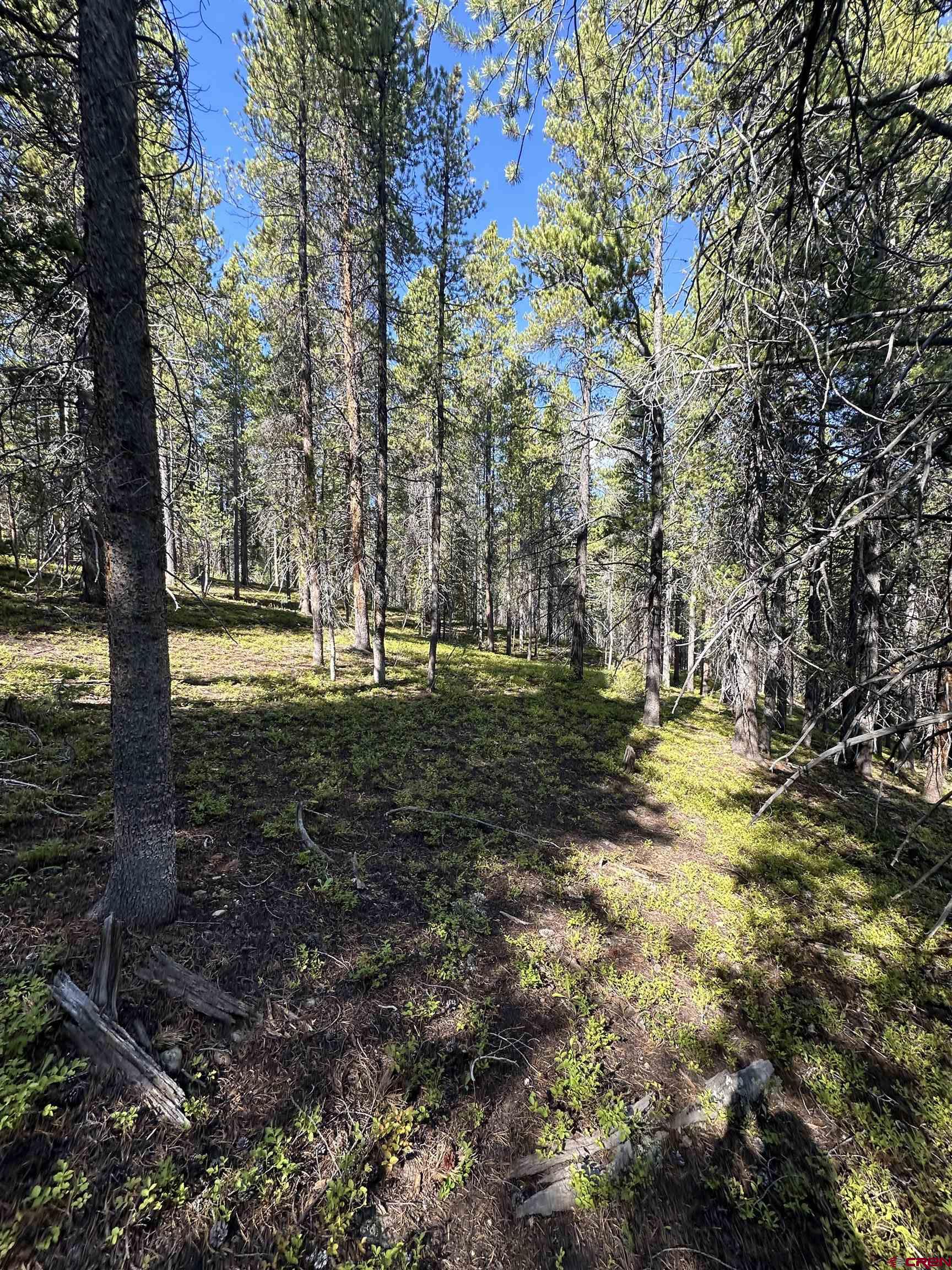 3305 Wildcat Trail Crested Butte, CO 81224 - Photo 16 of 22 a view of a yard with large trees