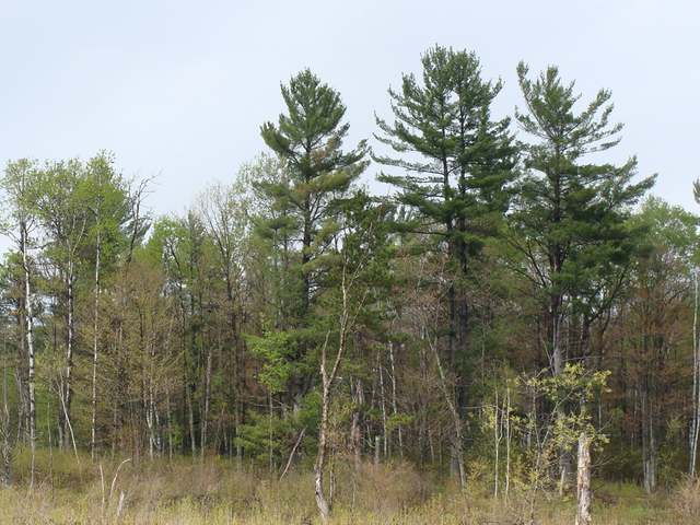 6-ac Steele Road Harshaw, WI 54529 - Photo 5 of 6 Gallery Image 5