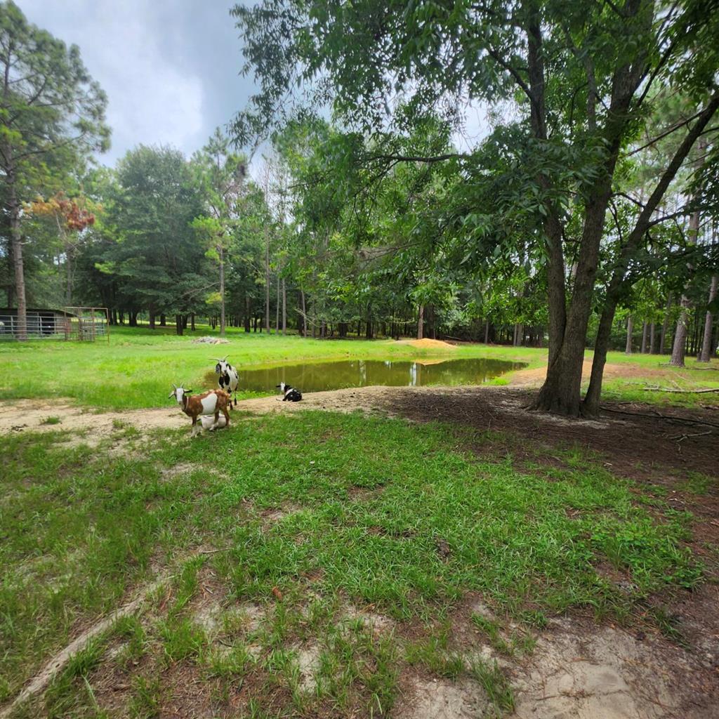 786 Blackberry Road Baconton, GA 31716 - Photo 41 of 67 Gallery Image 41