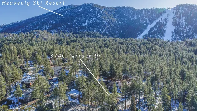 a view of a forest with a mountain