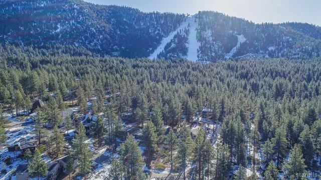 a view of a dry forest