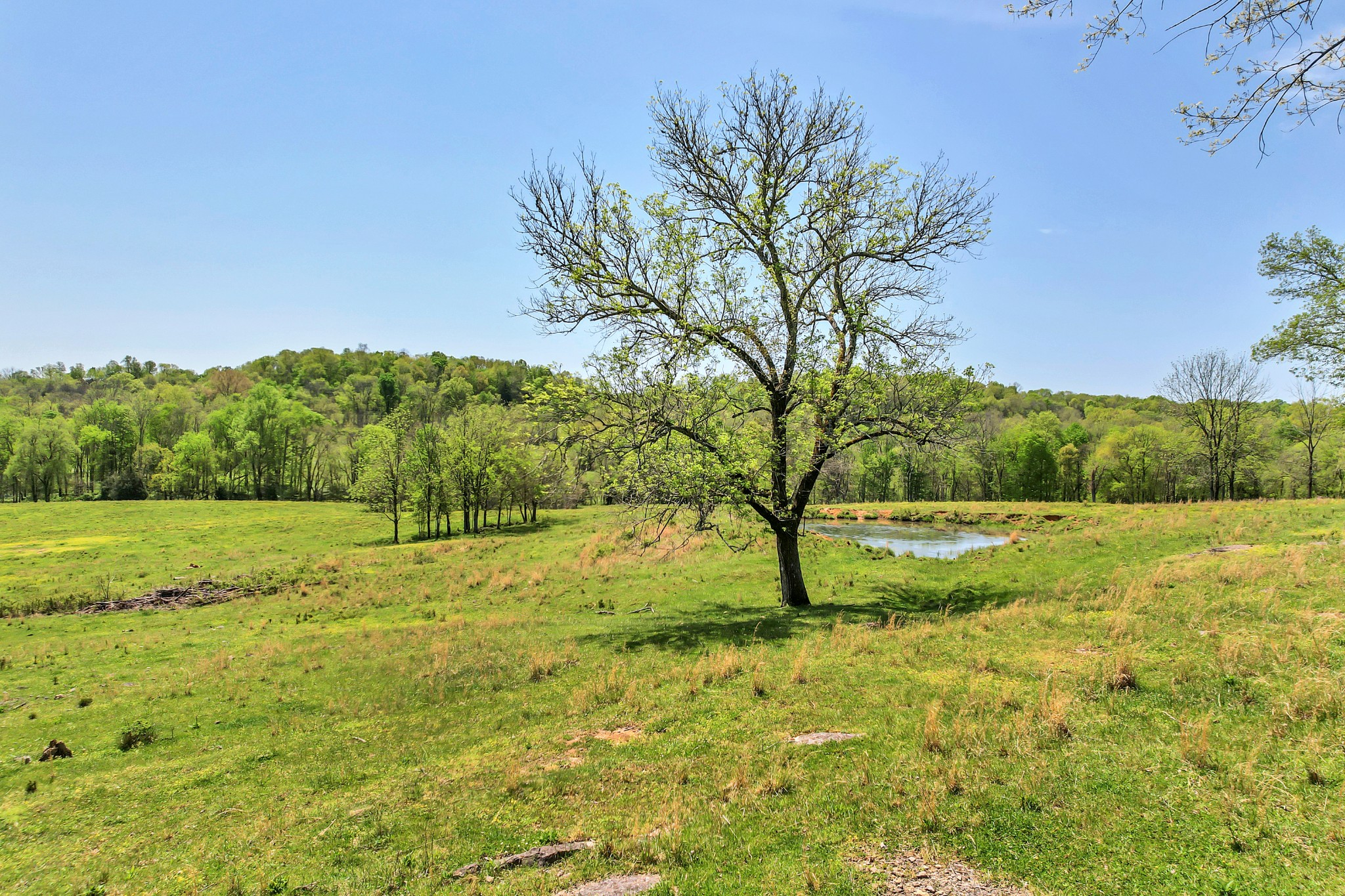 0 Gladdice Road Pleasant Shade, TN 37145 - Photo 32 of 45 a view of field with large trees