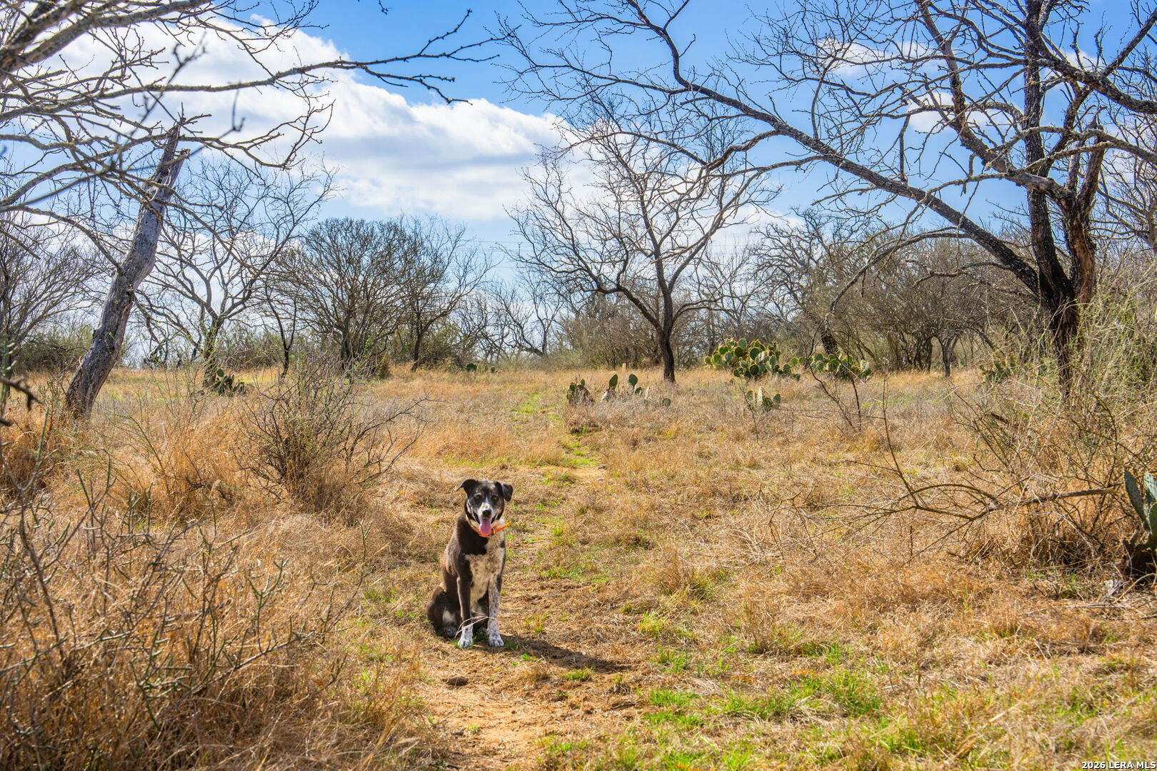 0 Rm 2241 Llano, TX 78643 - Photo 8 of 14