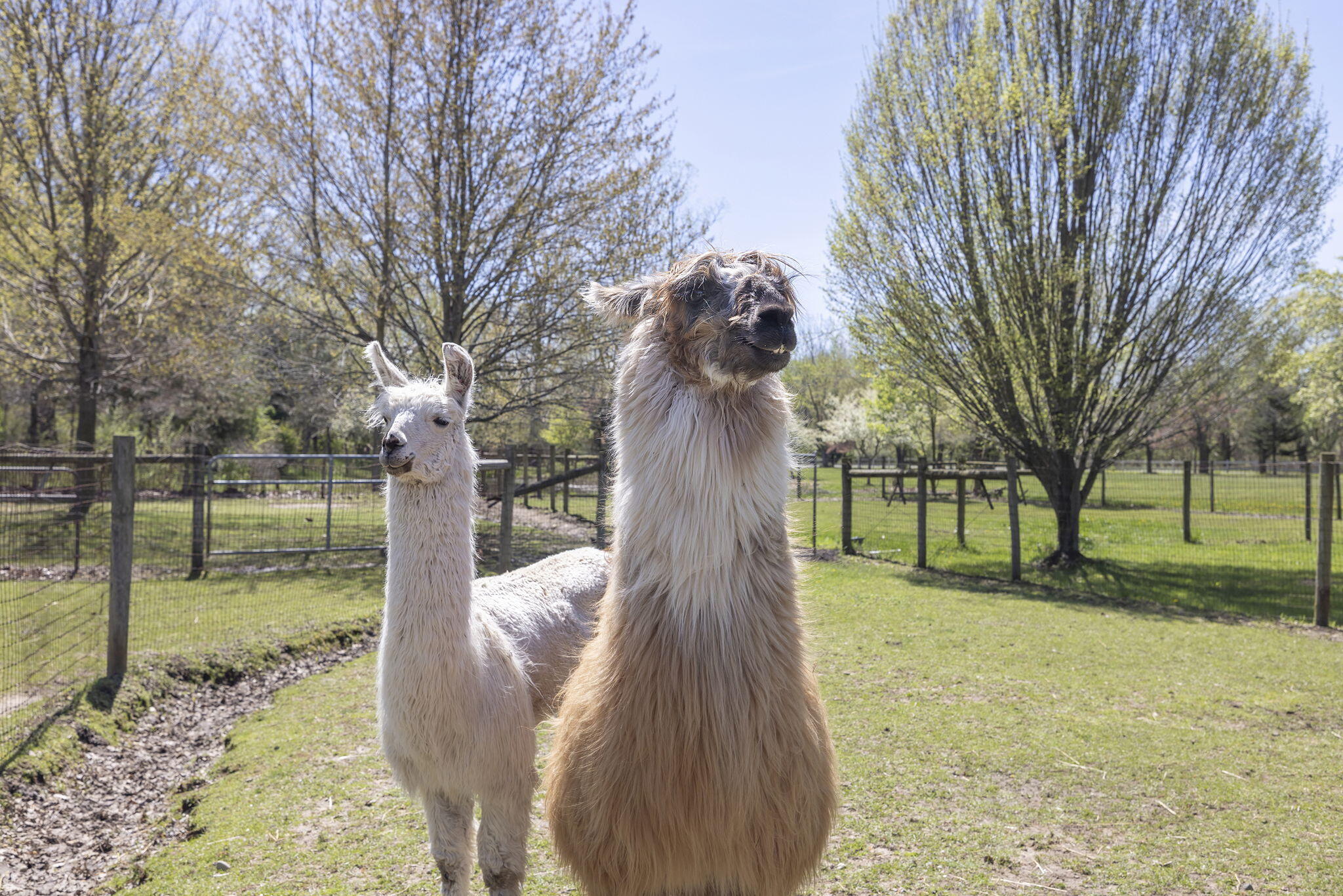11971 South Hildebrandt Road Sawyer, MI 49125 - Photo 7 of 49 Two Llamas