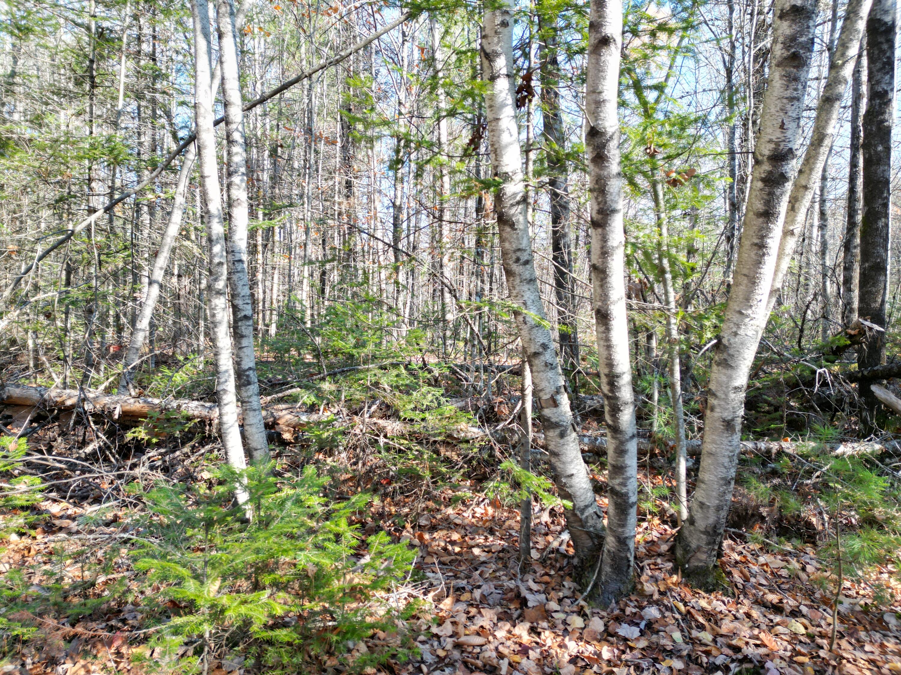 Lot 8 James Way Lincoln, ME 04457 - Photo 4 of 7 DJI_0157