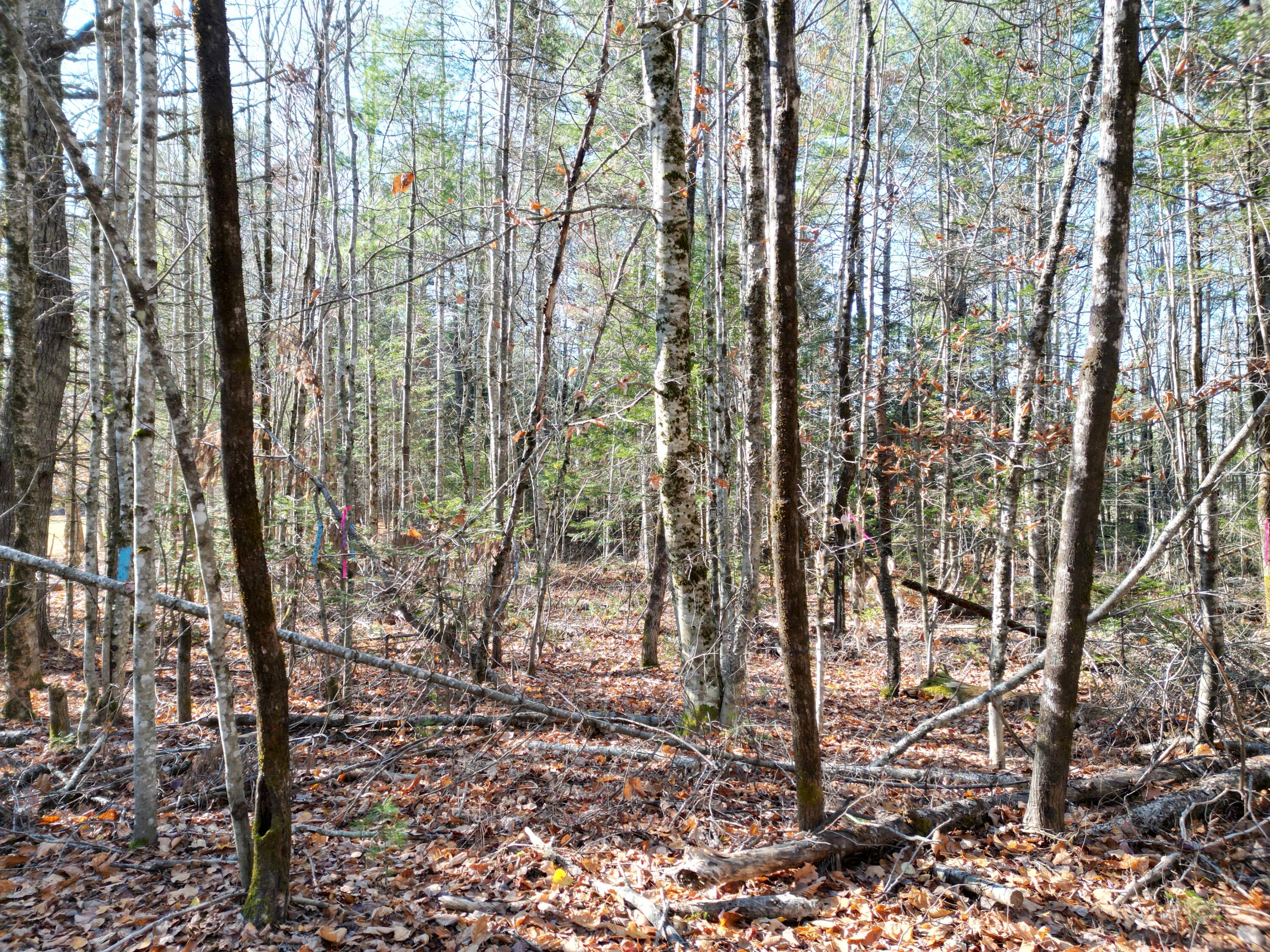 Lot 8 James Way Lincoln, ME 04457 - Photo 5 of 7 DJI_0158