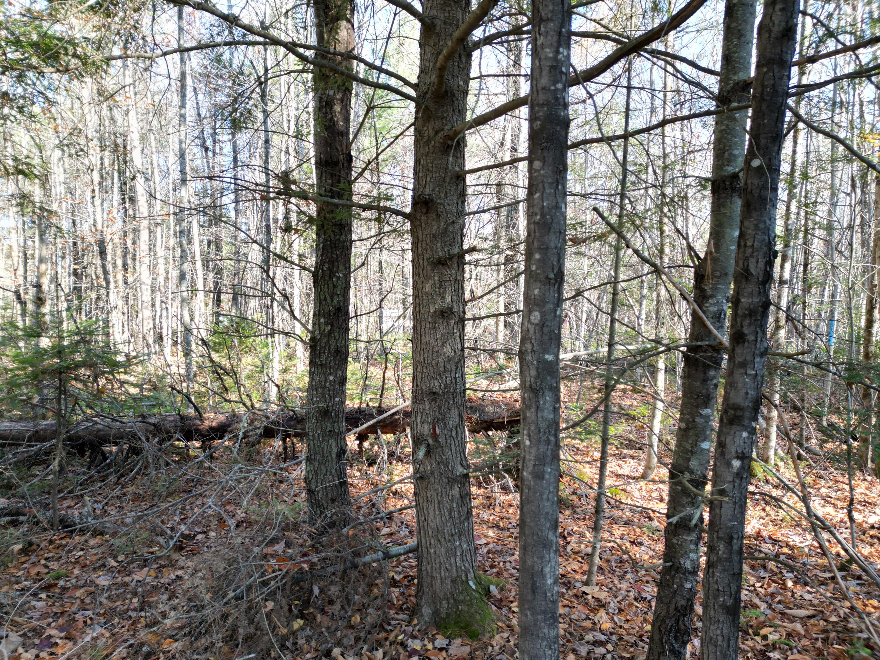 Lot 8 James Way Lincoln, ME 04457 - Photo 6 of 7 DJI_0159