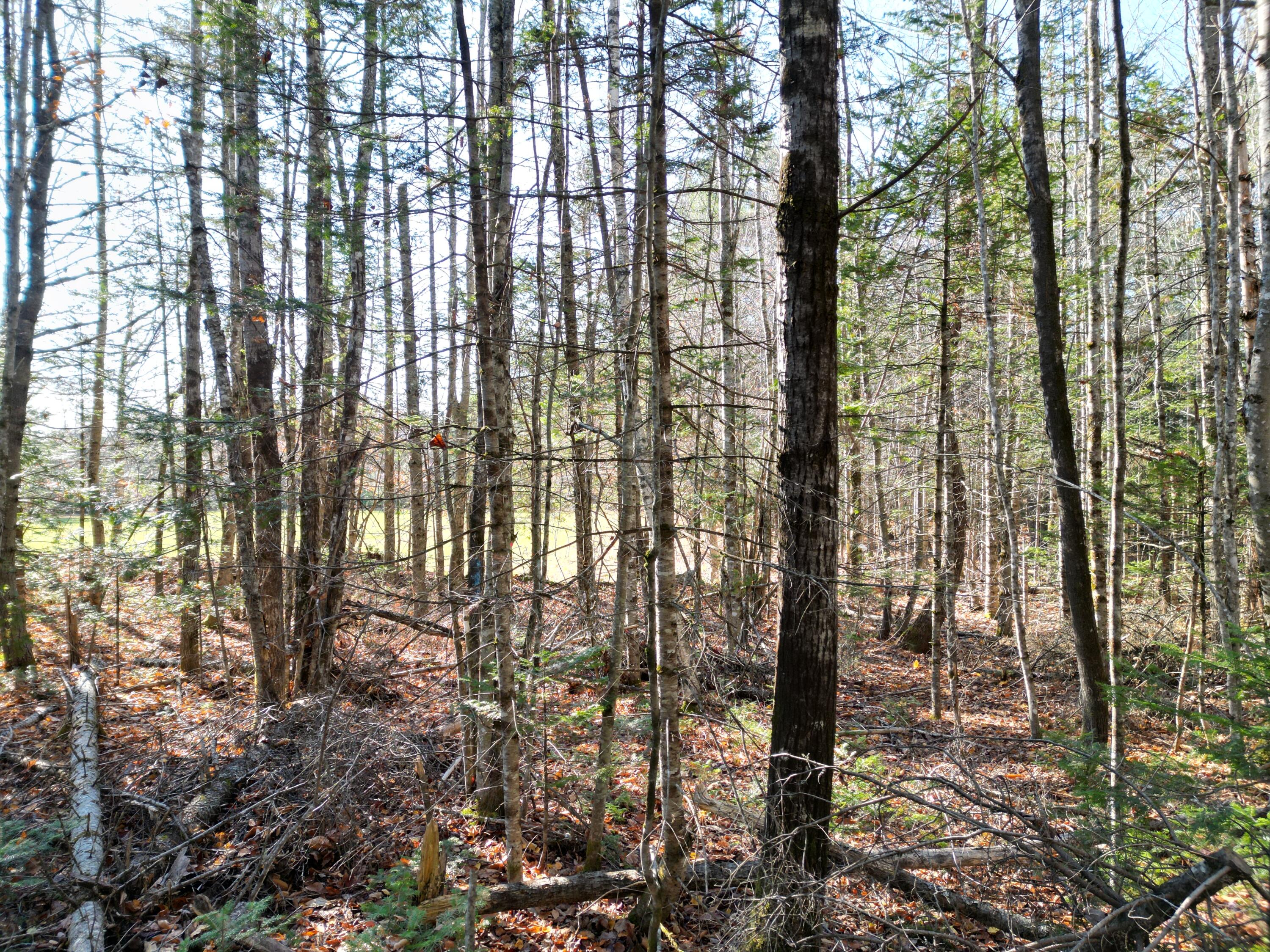 Lot 8 James Way Lincoln, ME 04457 - Photo 7 of 7 DJI_0160