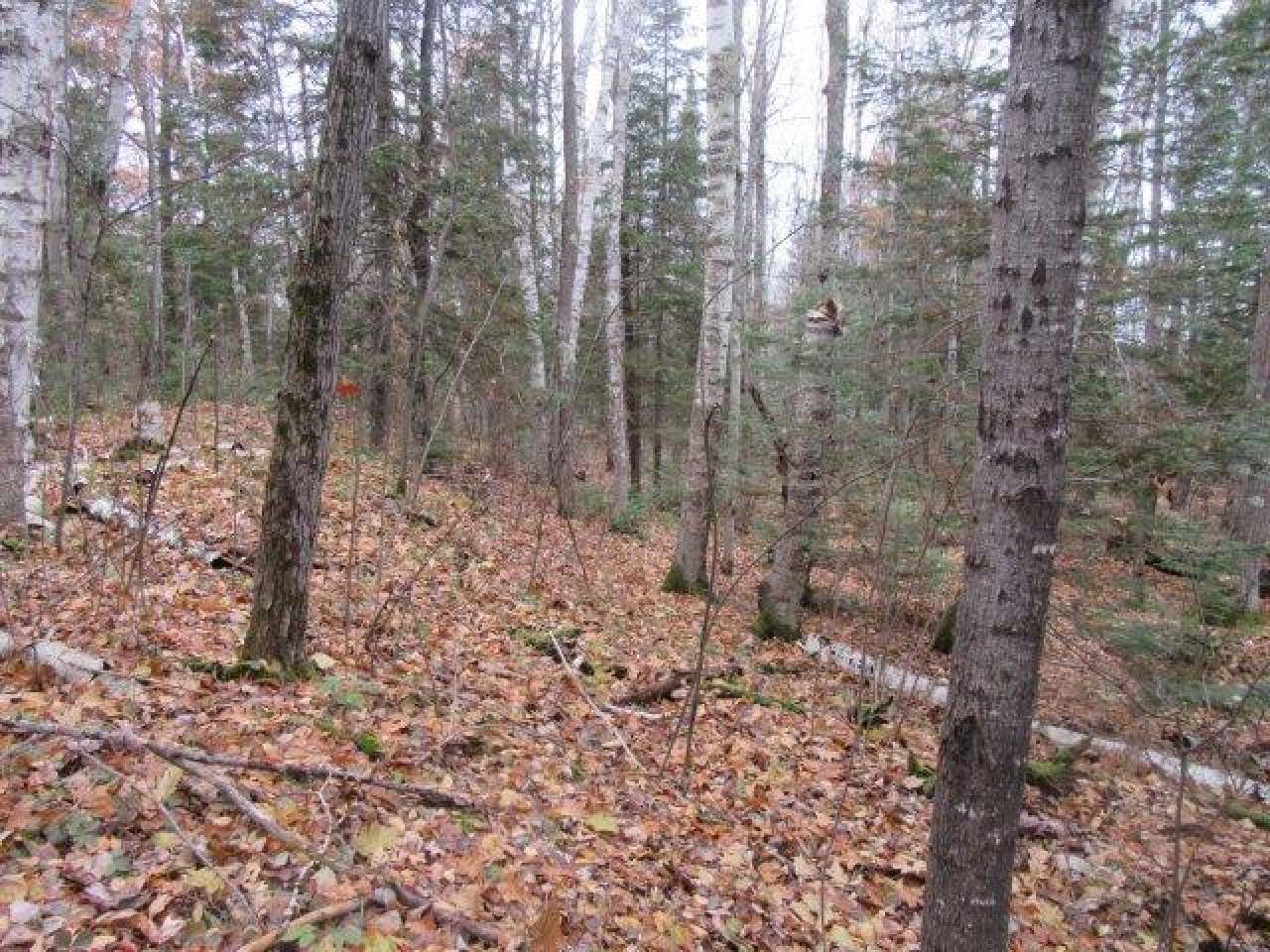 On Cir Lily Road, Unit LOT 1 Manitowish Waters, WI 54545 - Photo 3 of 13 Gallery Image 3