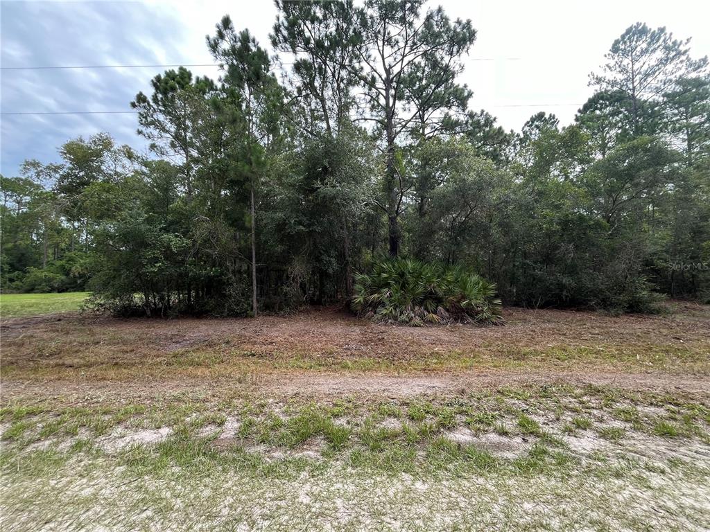 122 Glenside Street Georgetown, FL 32139 - Photo 3 of 9 a view of outdoor space with trees