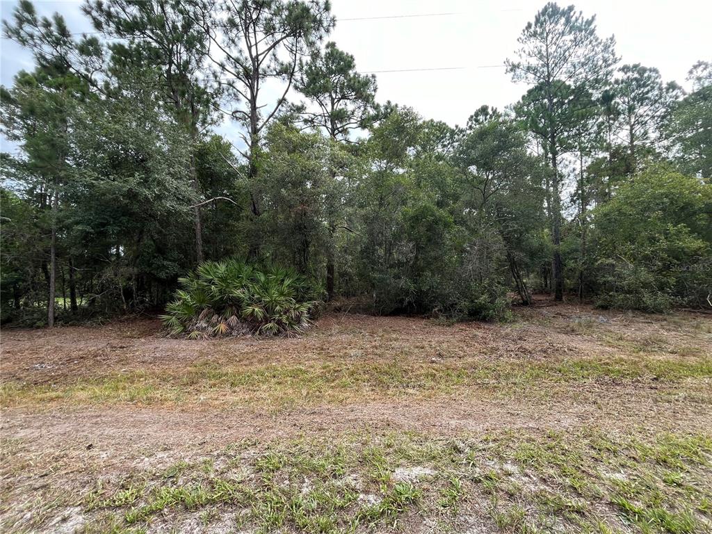 122 Glenside Street Georgetown, FL 32139 - Photo 5 of 9 a view of a yard with plants and trees