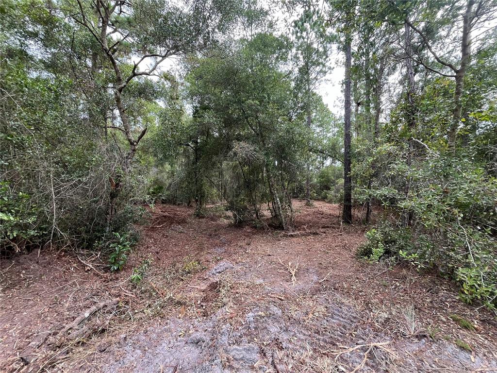 122 Glenside Street Georgetown, FL 32139 - Photo 6 of 9 a view of a forest with trees in the background