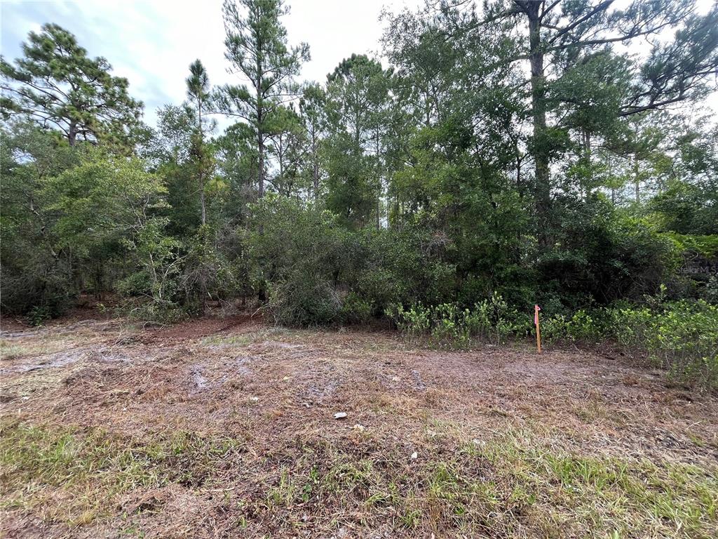 122 Glenside Street Georgetown, FL 32139 - Photo 8 of 9 a view of a forest with trees in the background