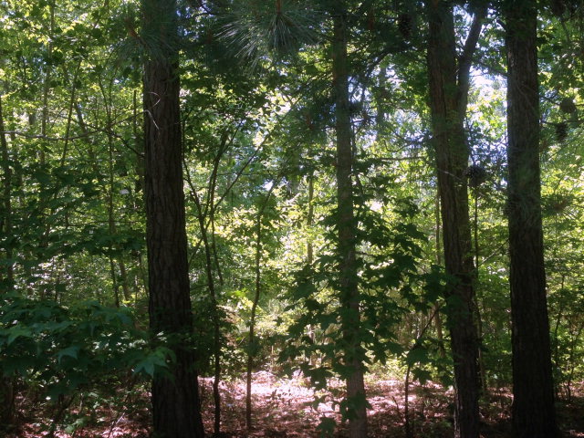 A Country Club Road, Unit A Melfa, VA 23410 - Photo 9 of 13